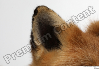Red fox ear 0003.jpg